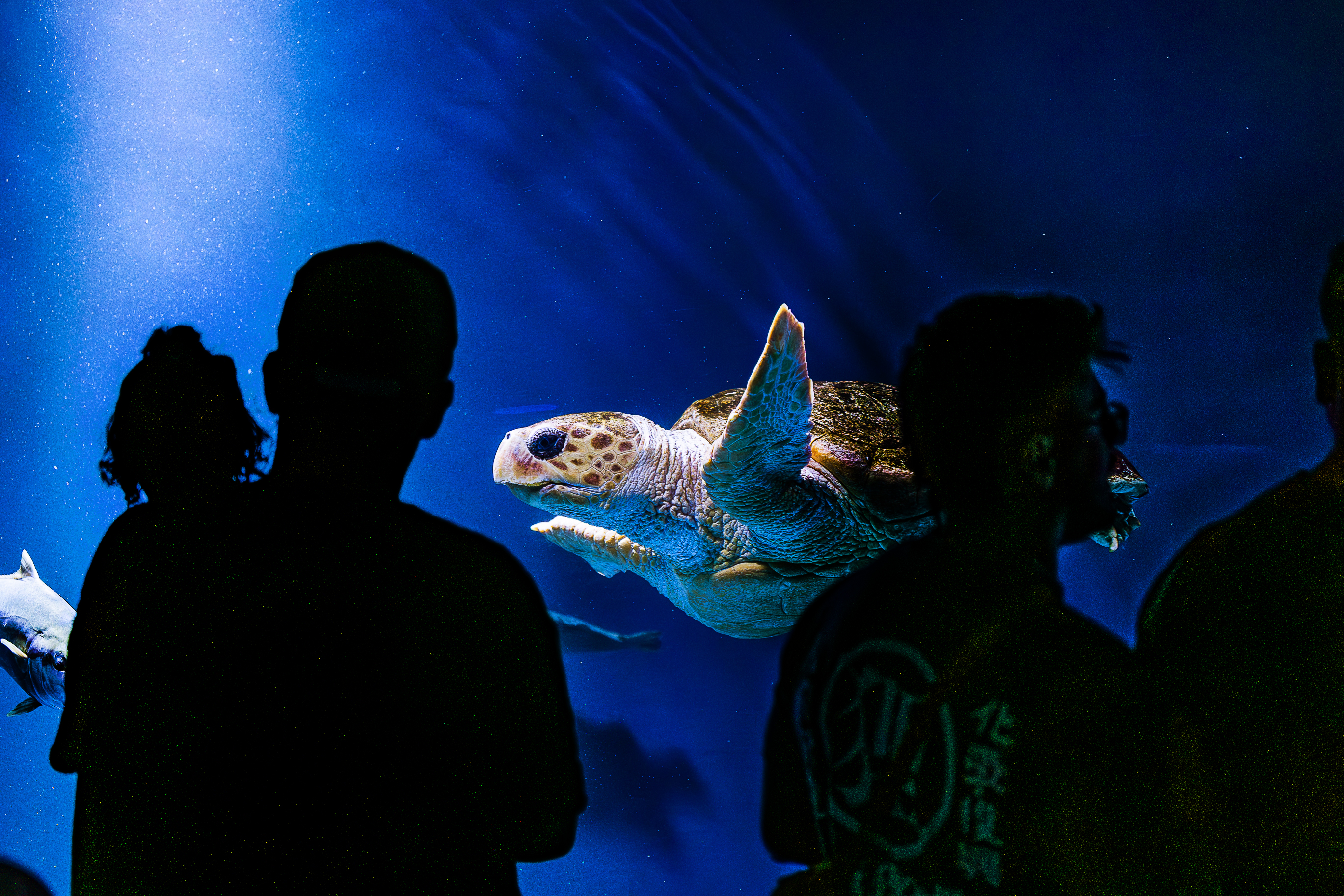 Birch Aquarium at Scripps