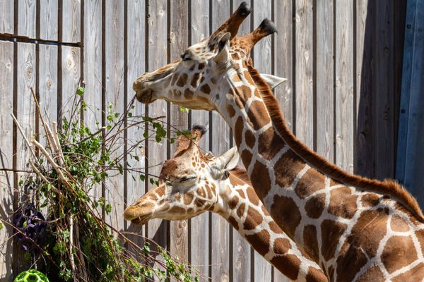 Oakland Zoo