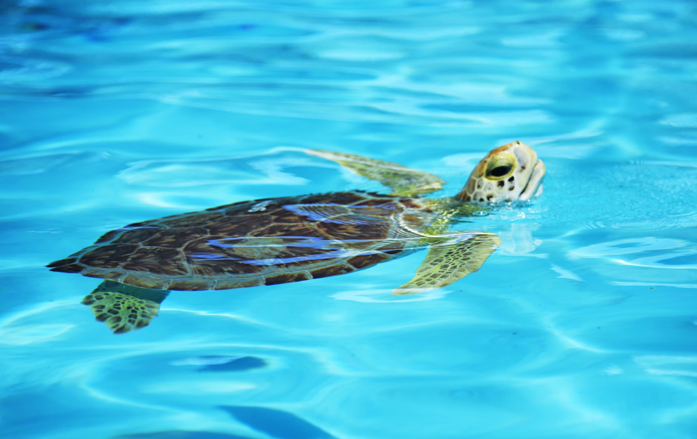 Dry Tortugas National Park