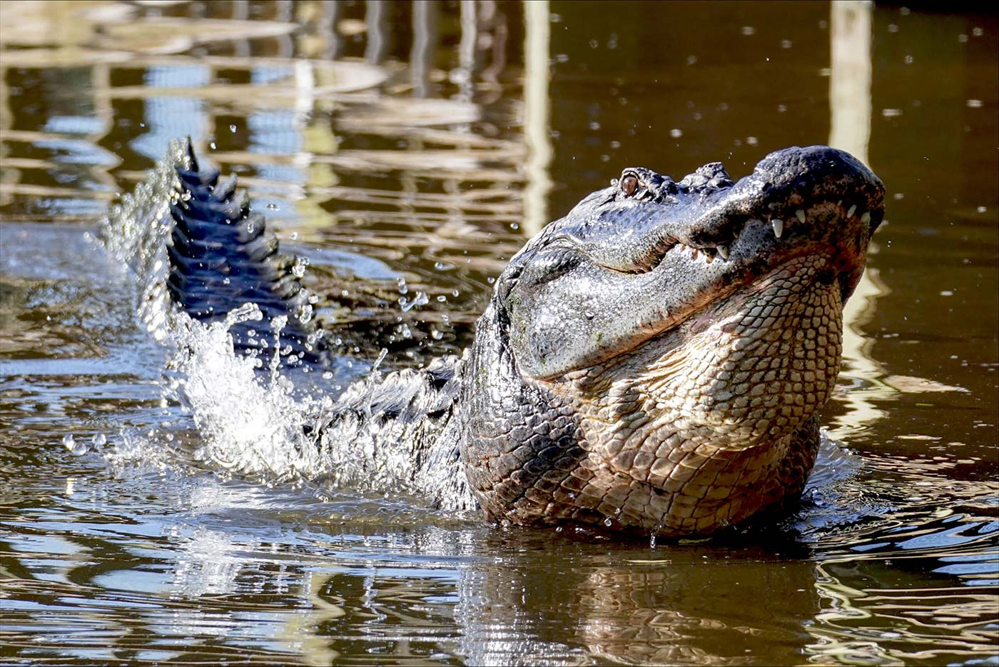 Gatorland