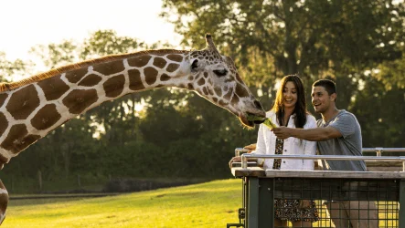 Busch Gardens Tampa Bay