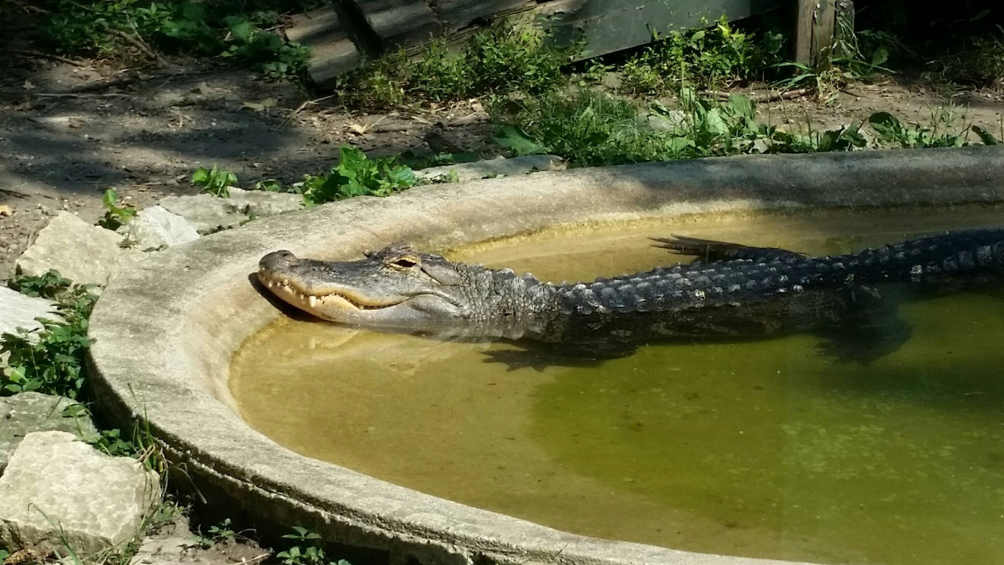 Scovill Zoo