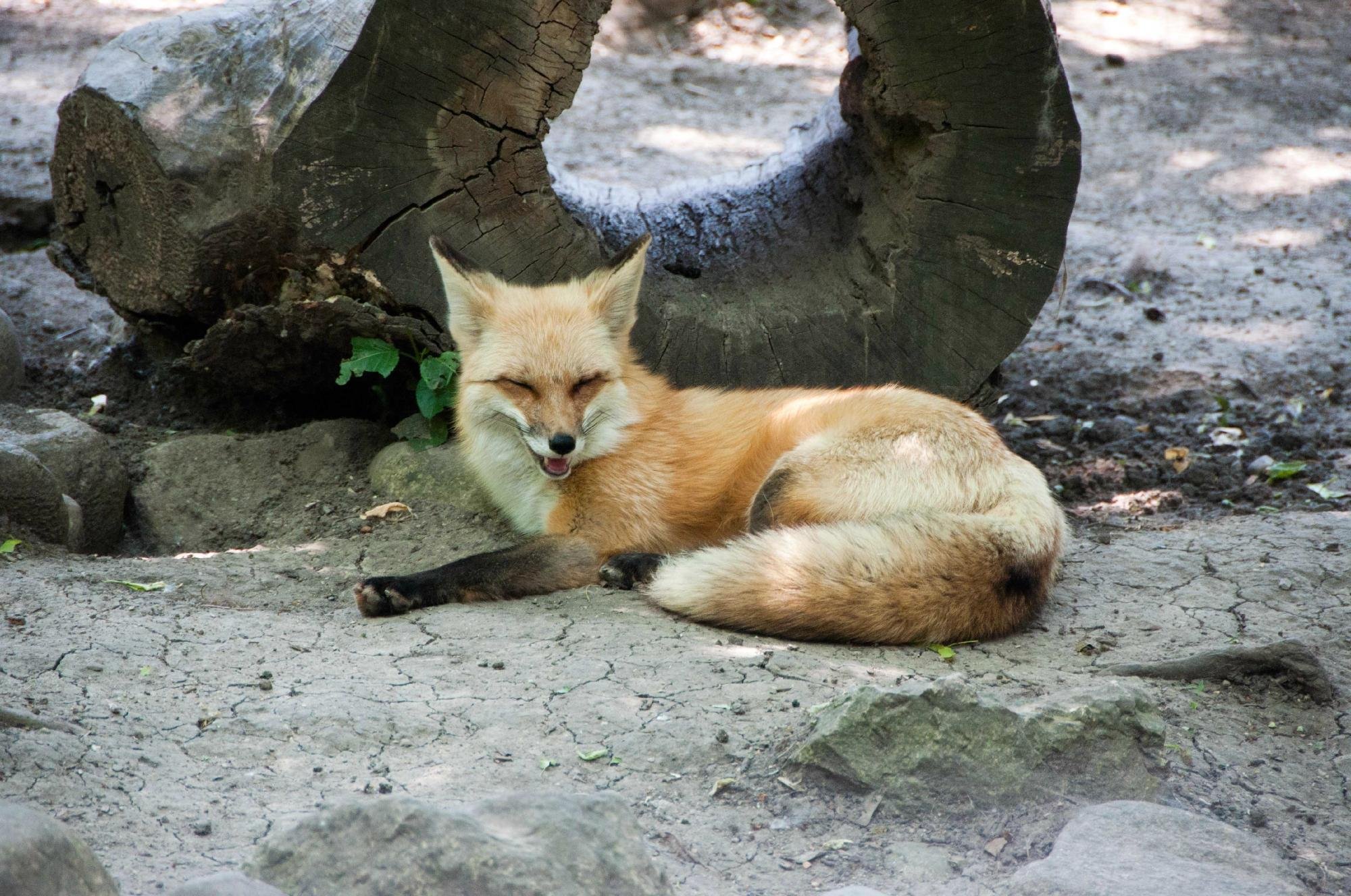 Cosley Zoo