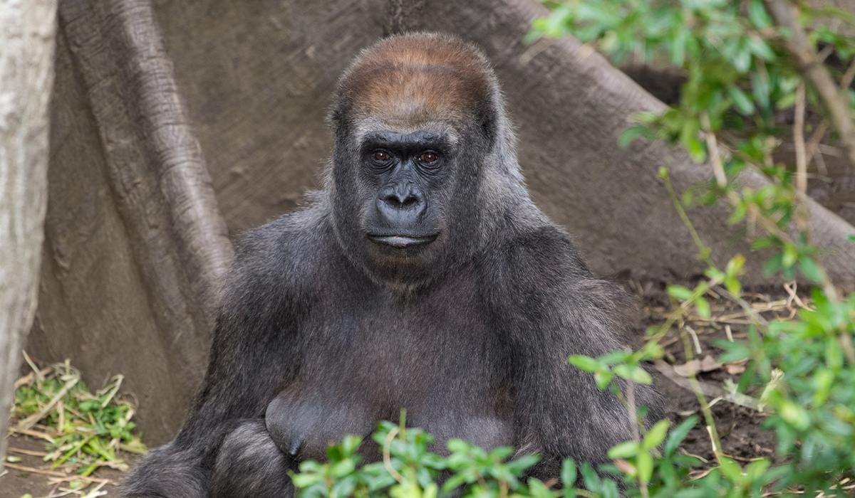 Bronx Zoo