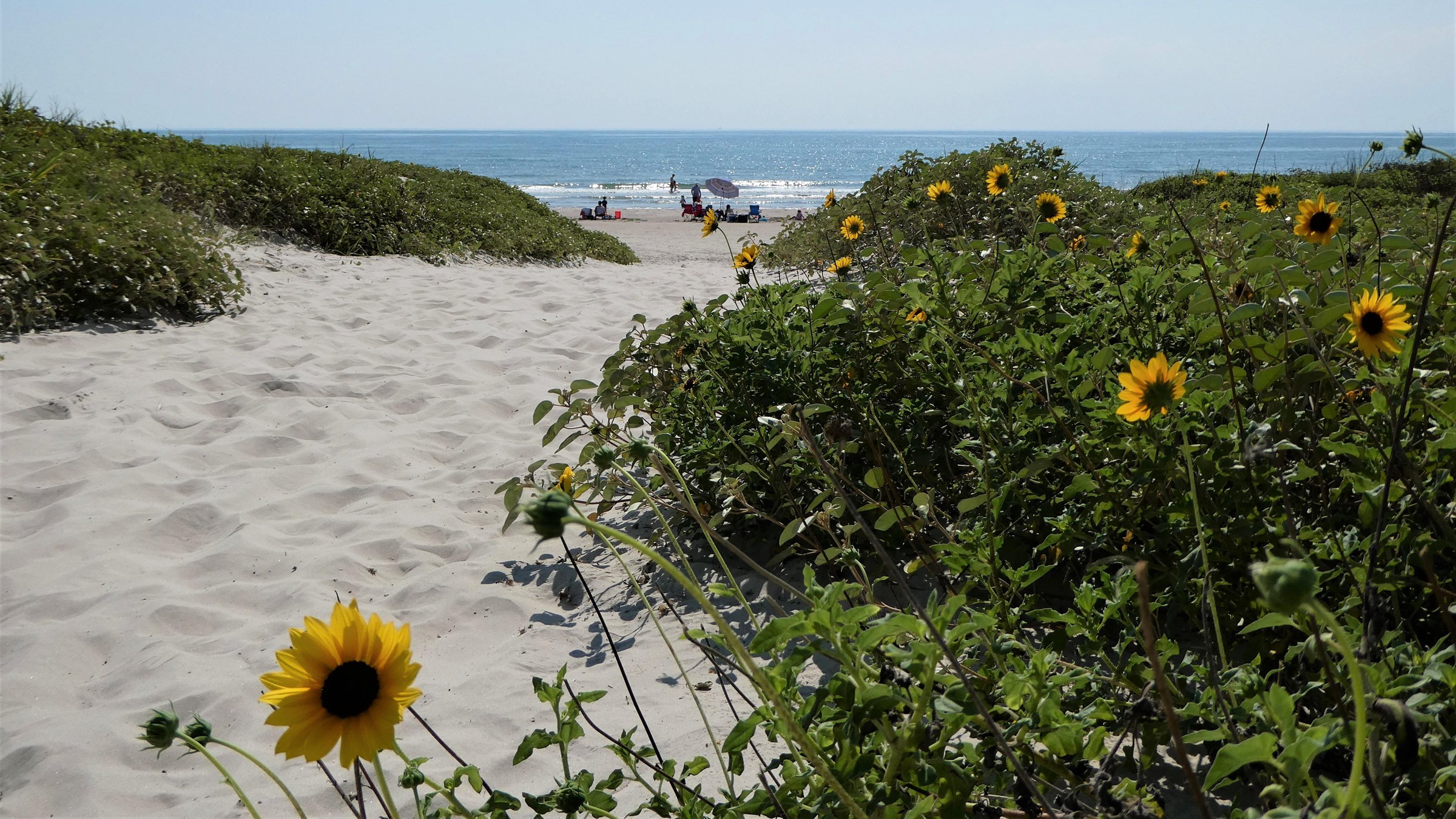 Padre Island National Seashore