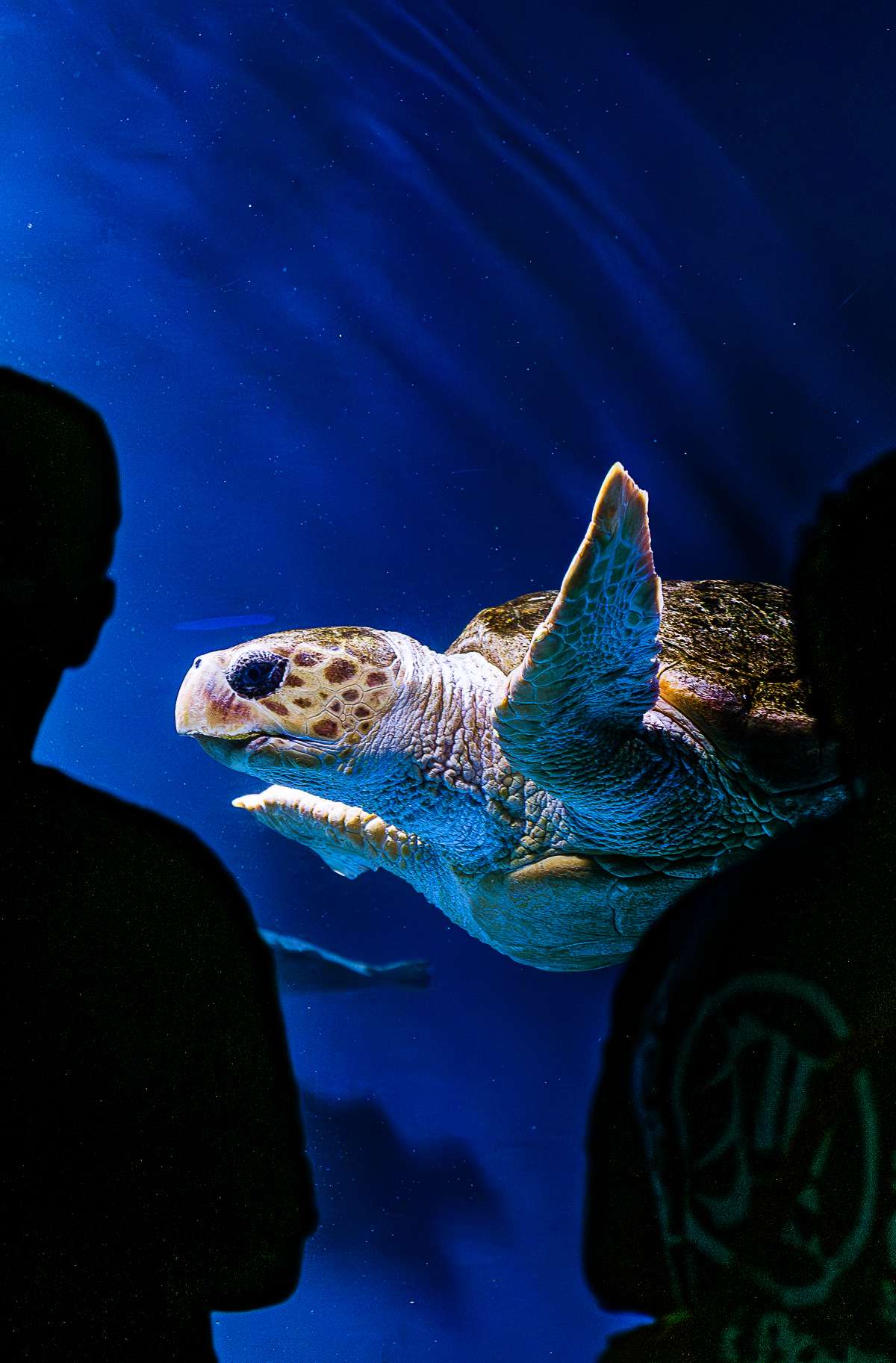 Birch Aquarium at Scripps