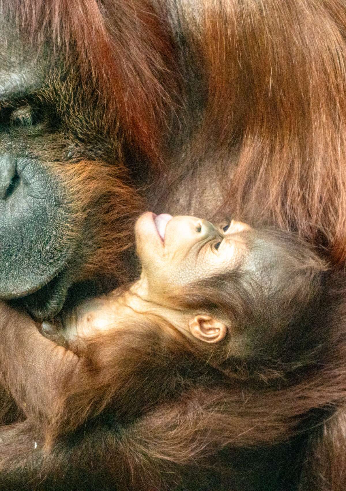 Los Angeles Zoo & Botanical Gardens