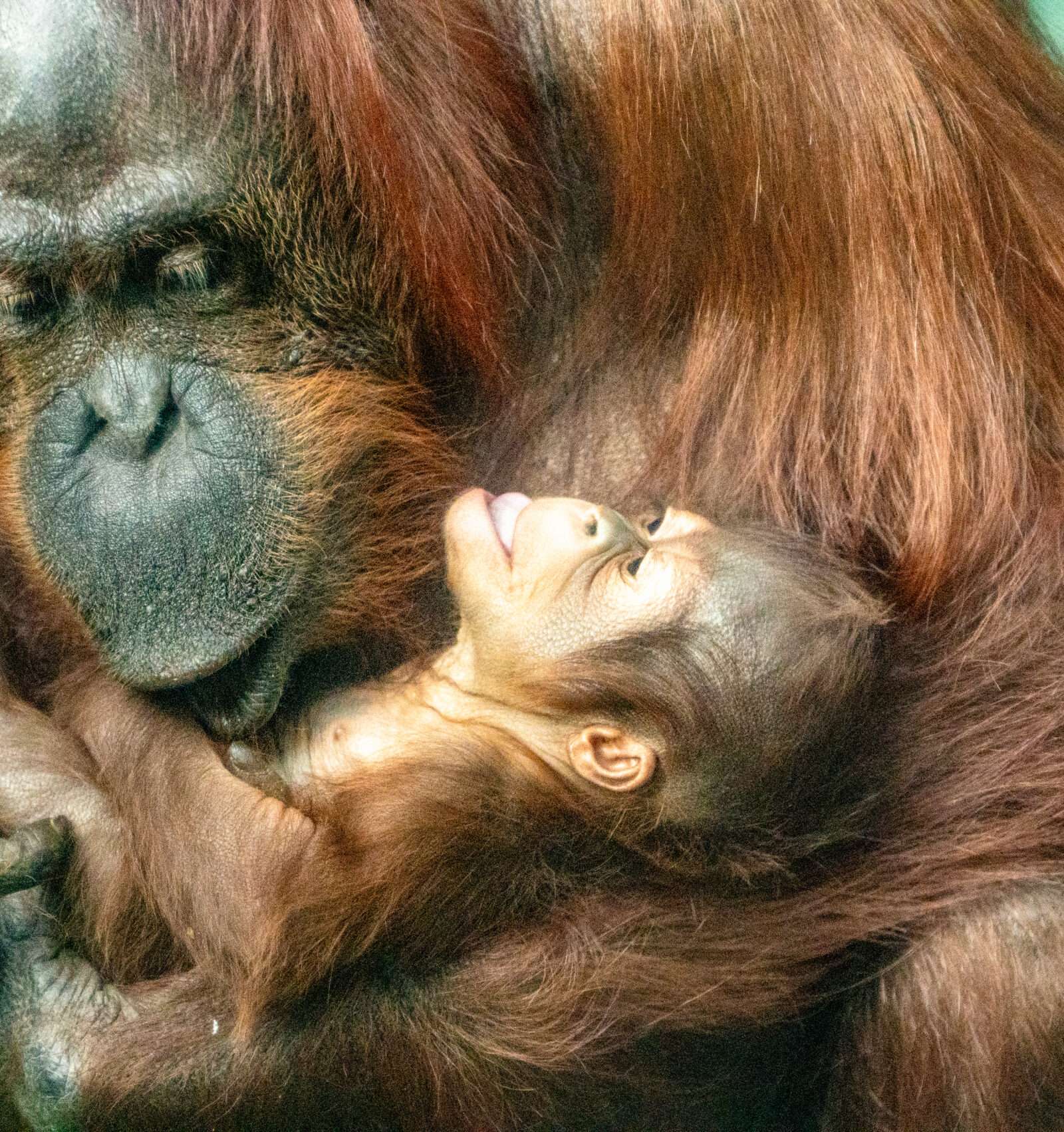 Los Angeles Zoo & Botanical Gardens