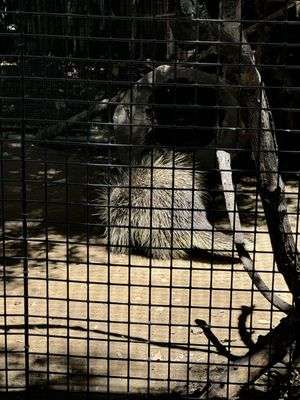 Orange County Zoo (Irvine Regional Park) in Orange, California