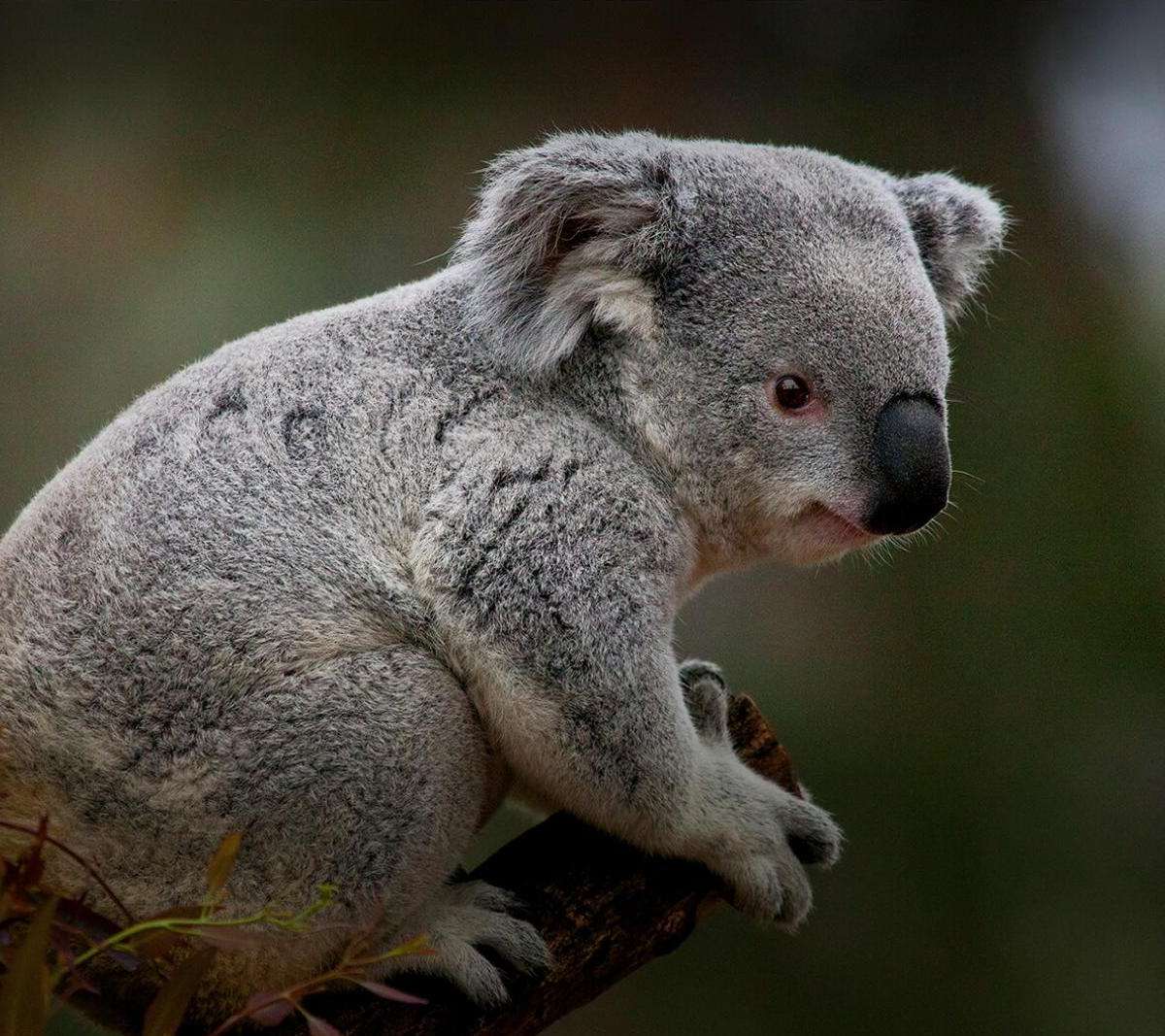 San Diego Zoo