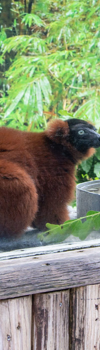 Naples Zoo at Caribbean Gardens