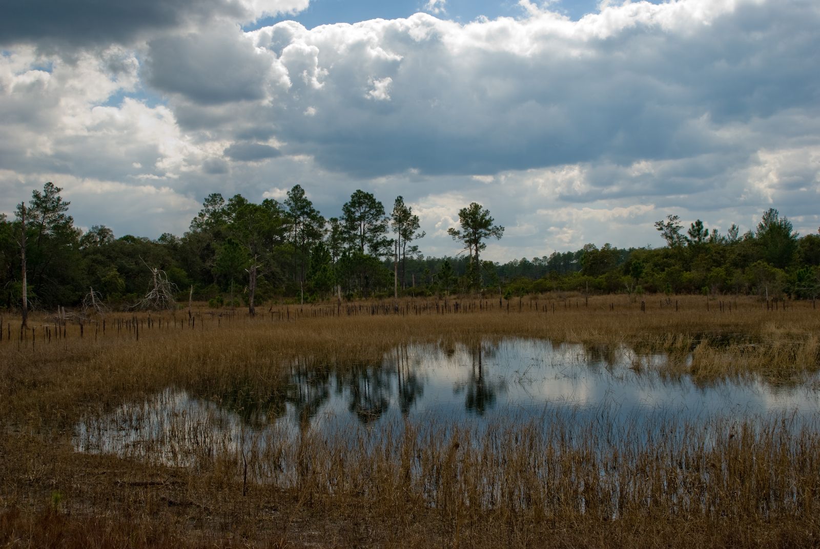 Ocala