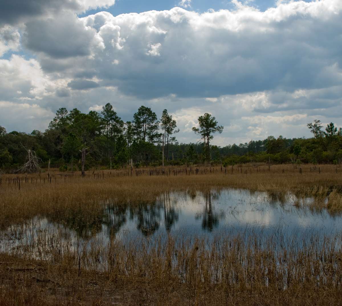Ocala National Forest