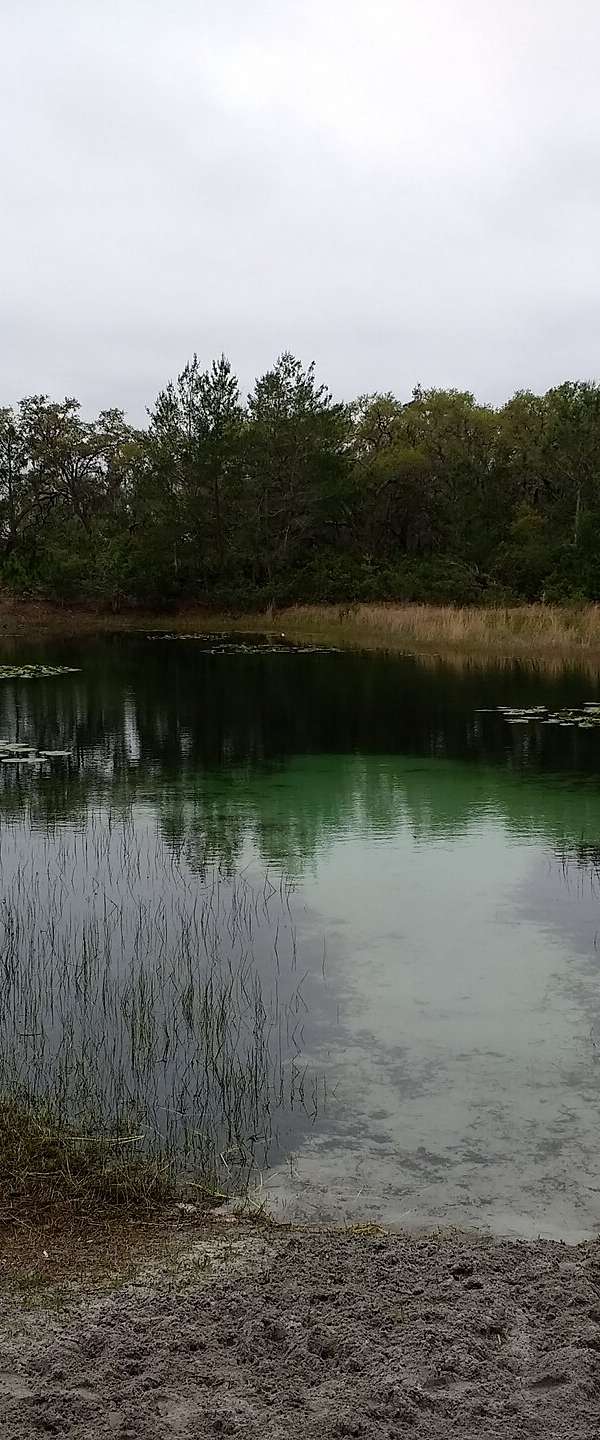 Ocala National Forest in Ocala, Florida