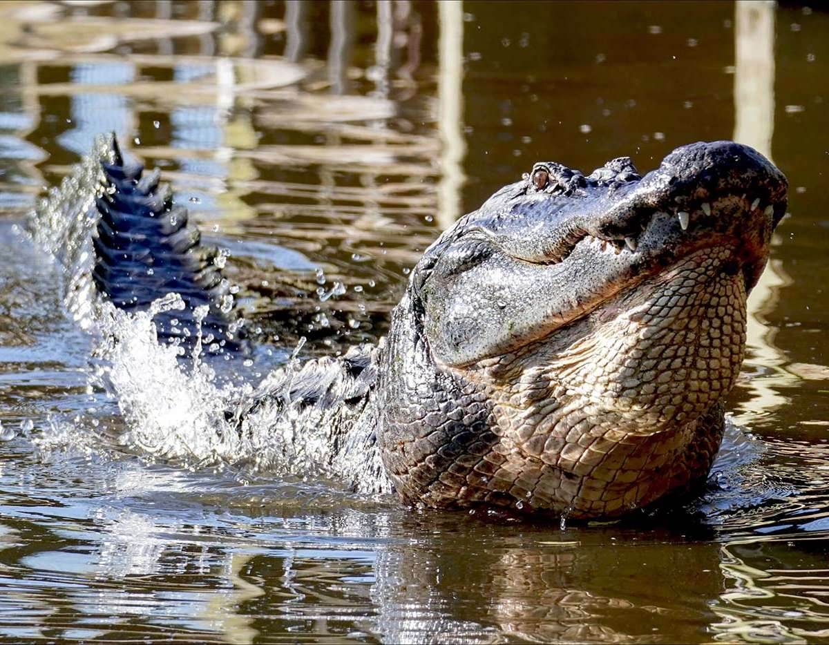 Gatorland