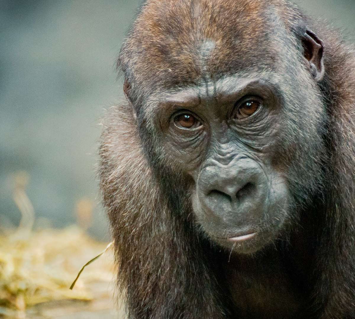 Brookfield Zoo Chicago