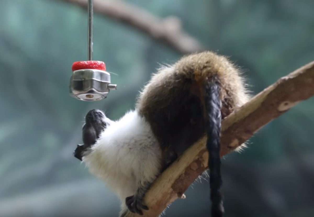 Lincoln Park Zoo