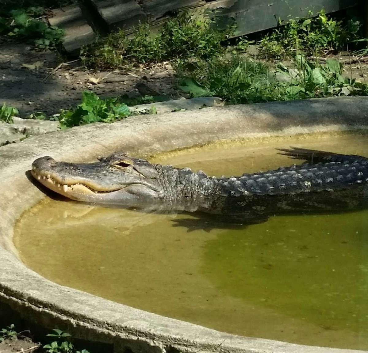Scovill Zoo