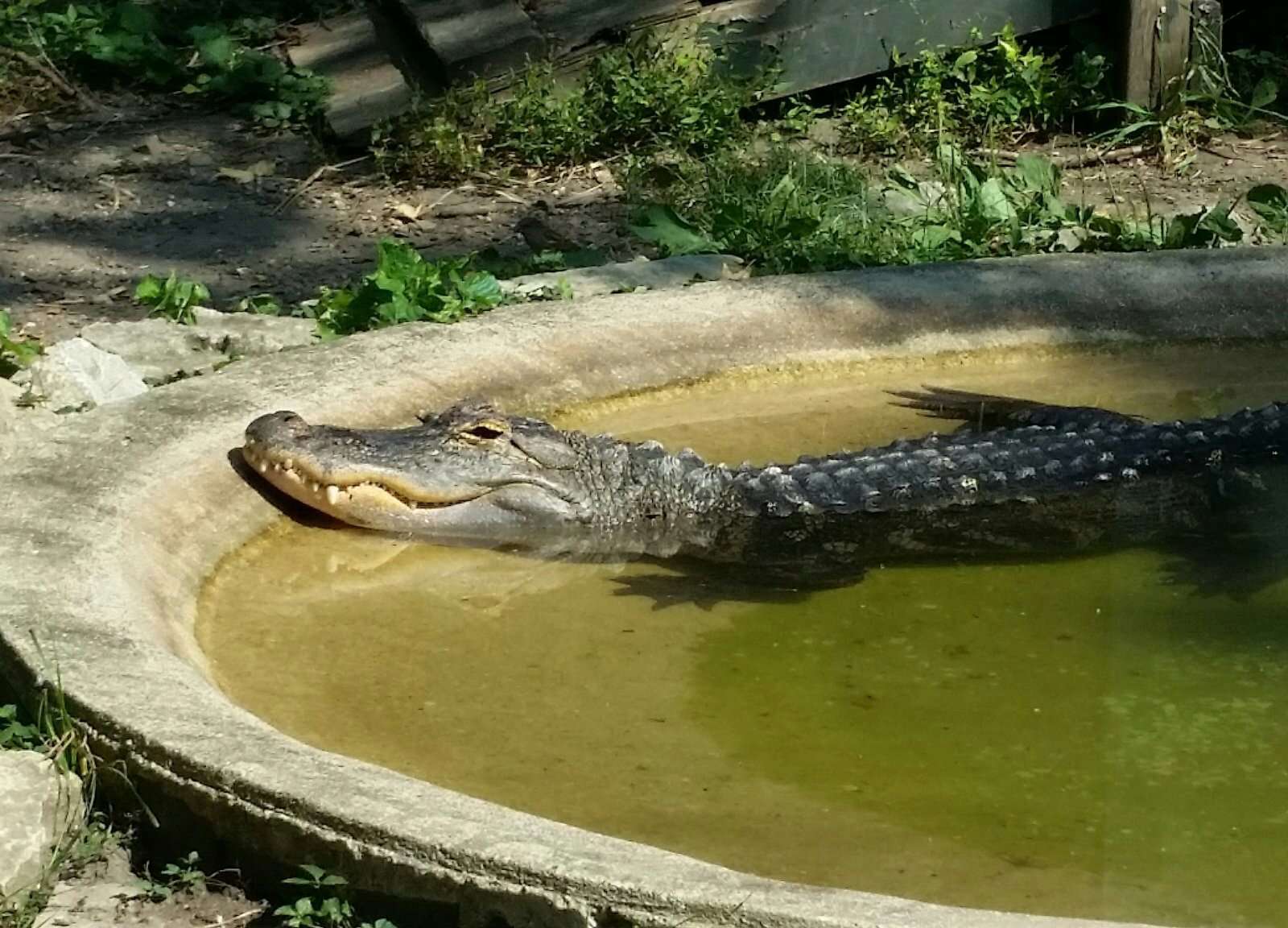 Scovill Zoo
