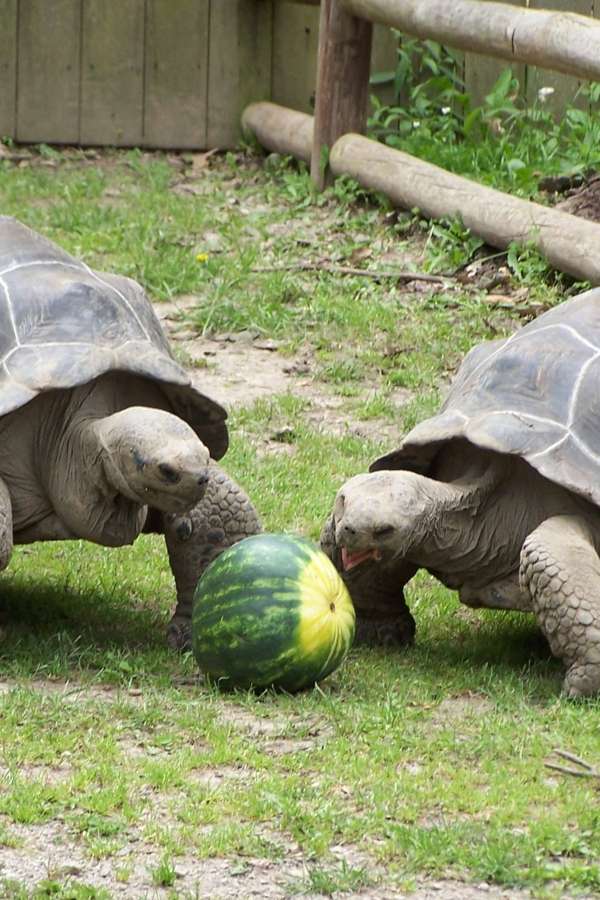 Henson Robinson Zoo in Springfield, Illinois