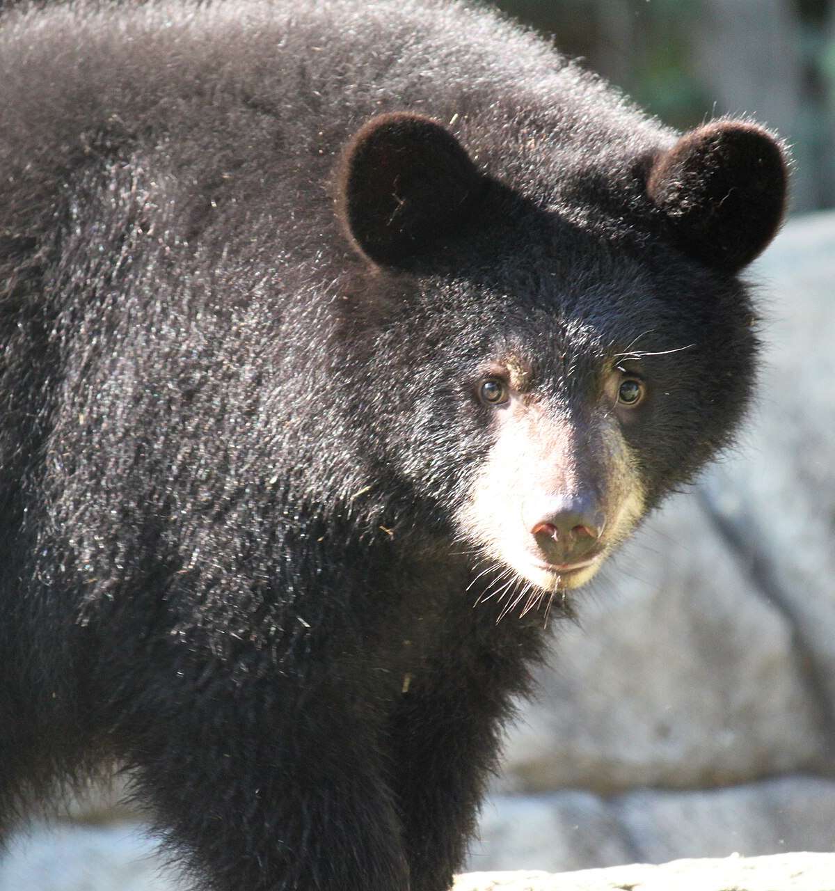 Henson Robinson Zoo