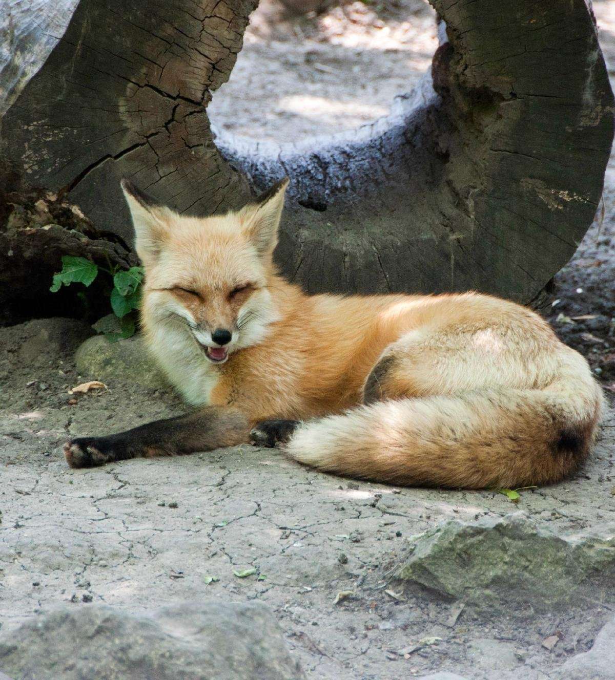 Cosley Zoo