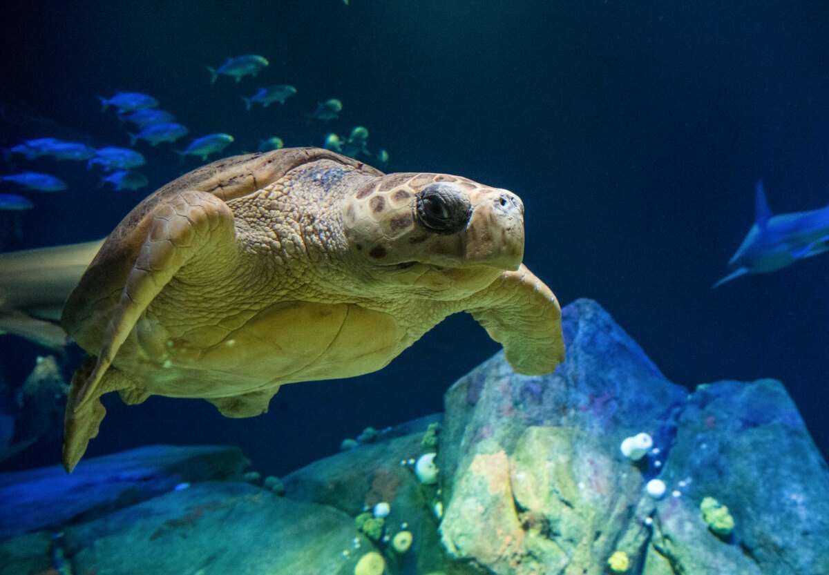 New York Aquarium
