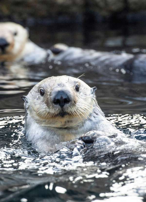 New York Aquarium in Brooklyn, New York