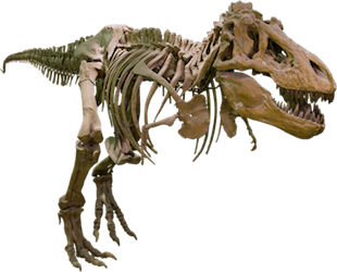 American Museum of Natural History in Manhattan, New York
