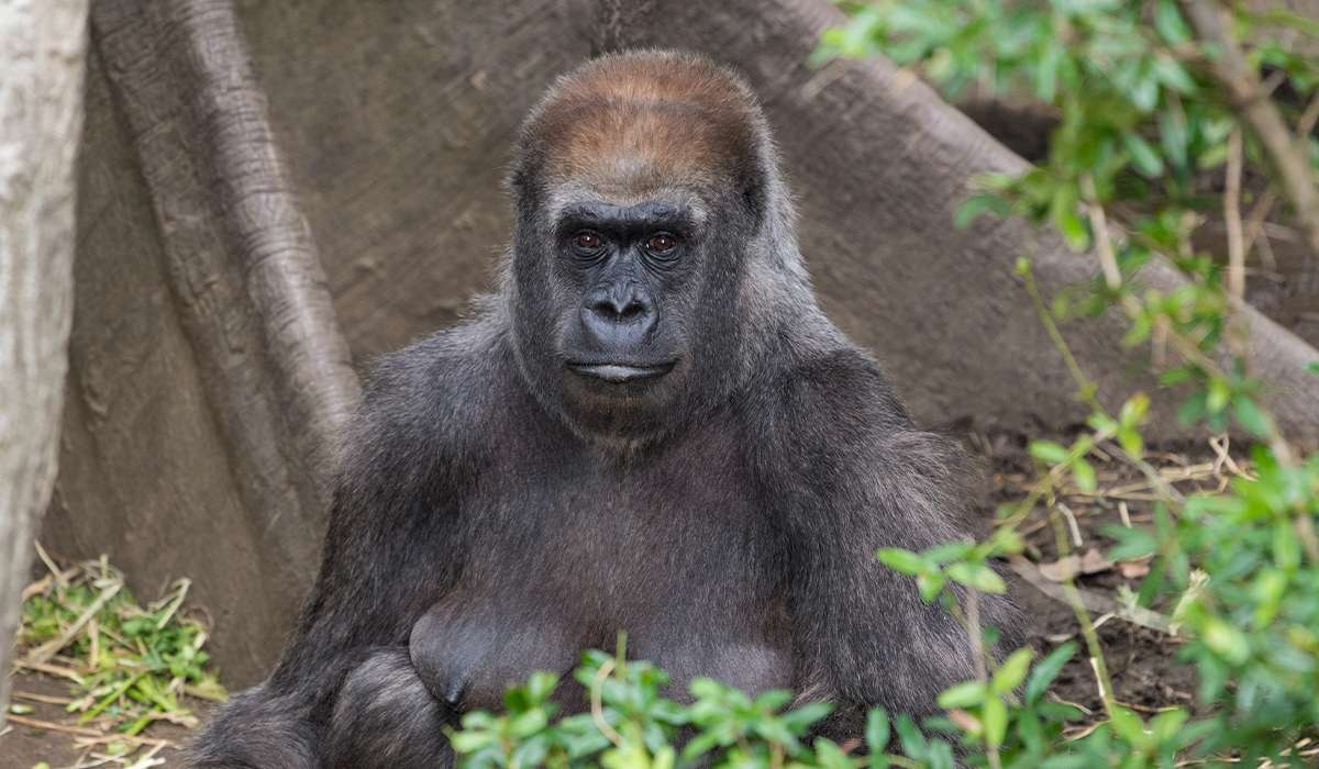 Bronx Zoo