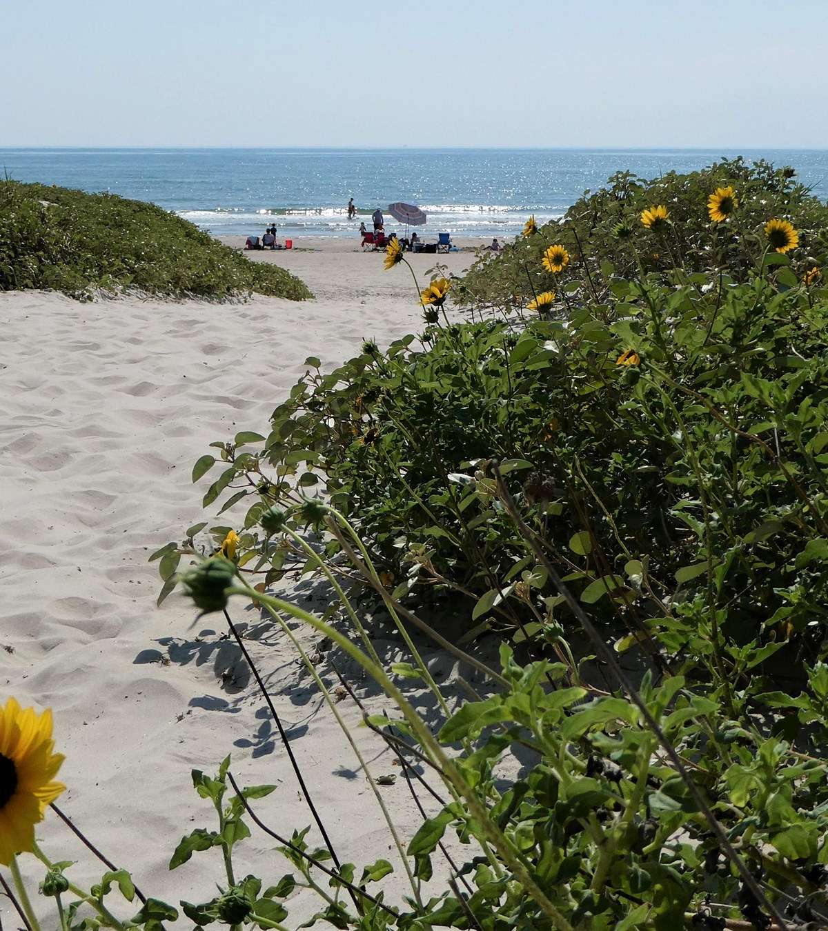 Padre Island National Seashore
