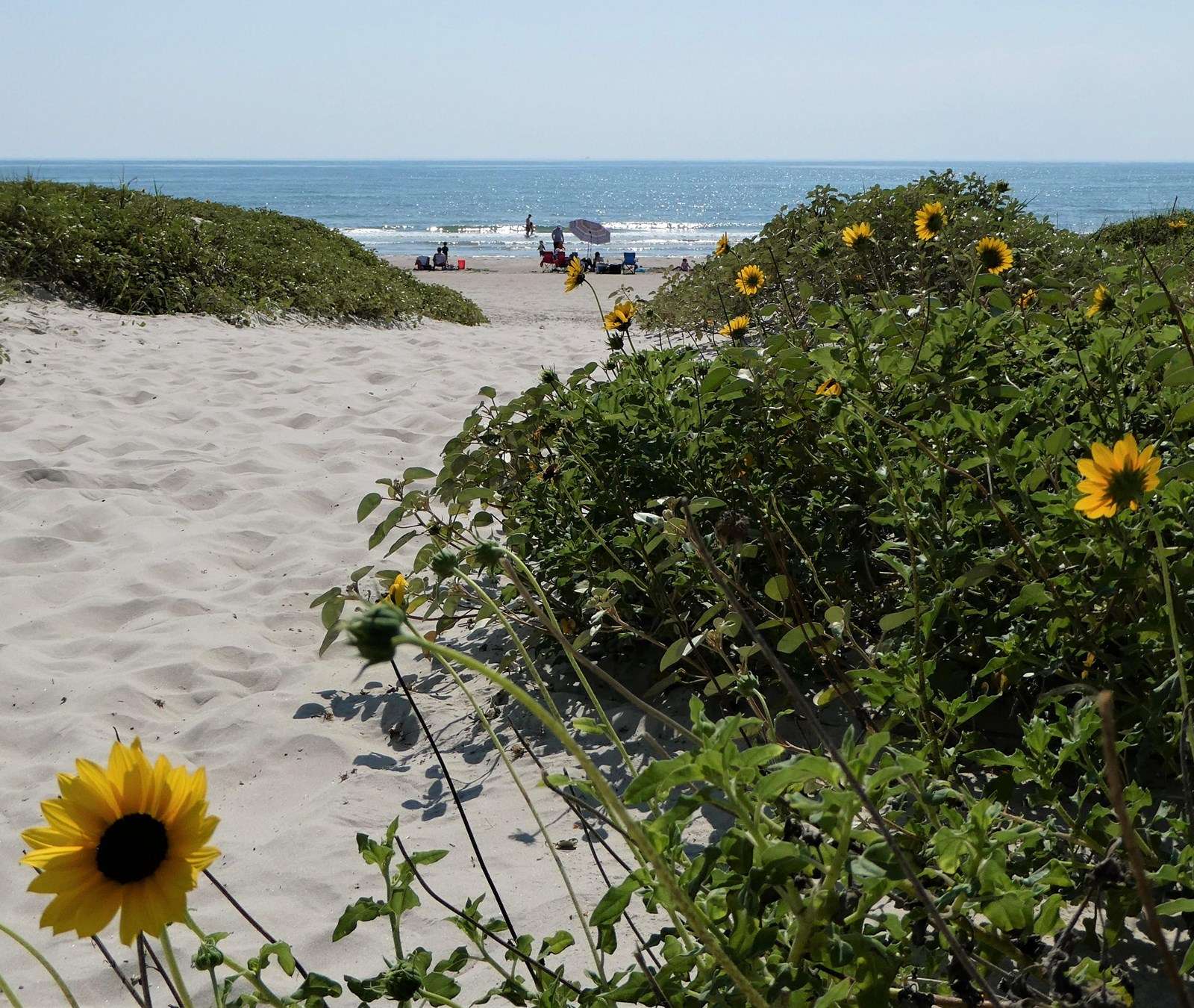 Padre Island National Seashore