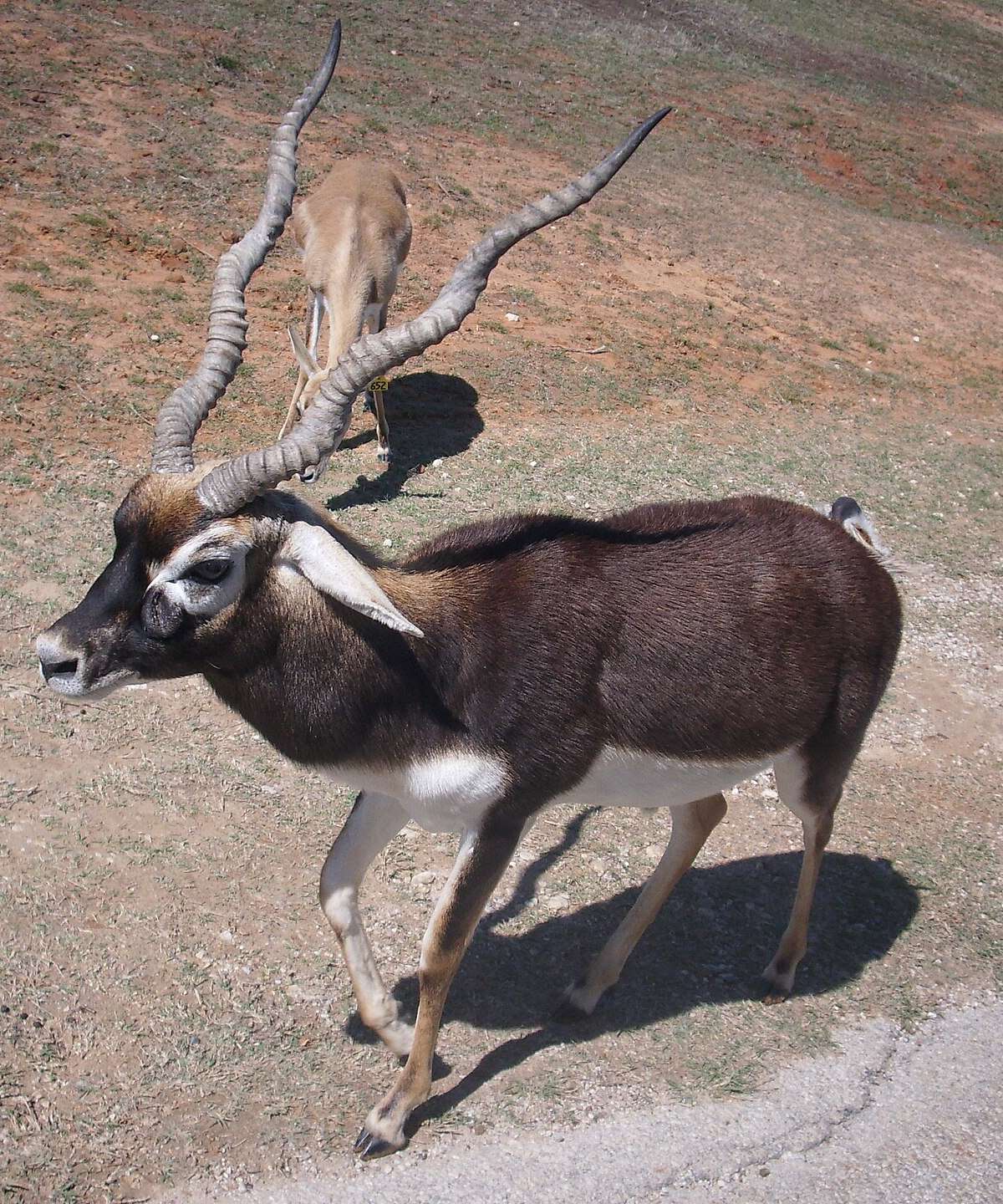 Fossil Rim Wildlife Center