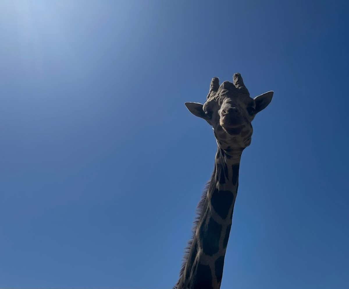 Natural Bridge Wildlife Ranch