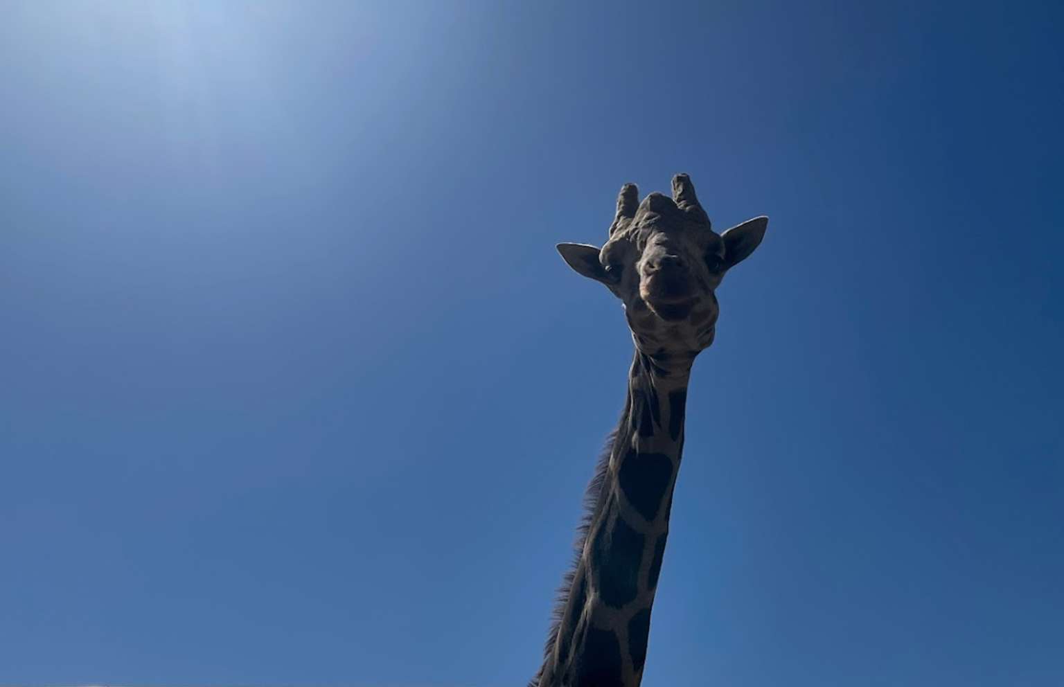 Natural Bridge Wildlife Ranch